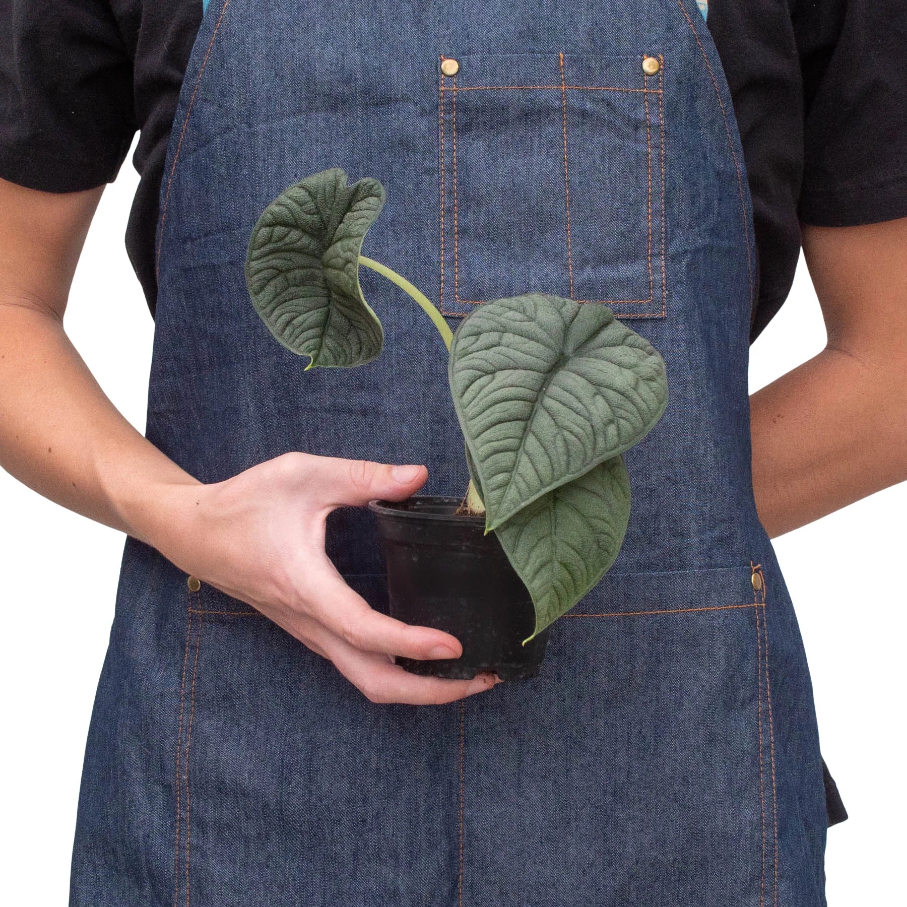 Alocasia 'Melo' by House Plant Dropship