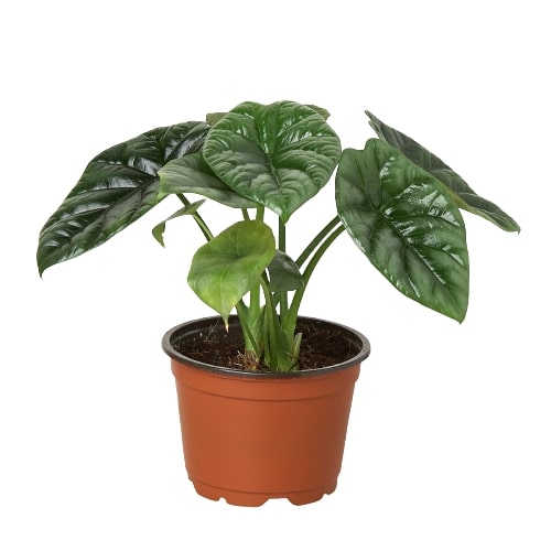 Alocasia 'Mirror Face' - 4" Pot by House Plant Dropship