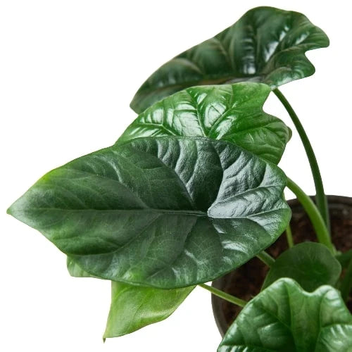Alocasia 'Mirror Face' - 4" Pot by House Plant Dropship