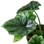 Alocasia 'Mirror Face' - 4" Pot by House Plant Dropship