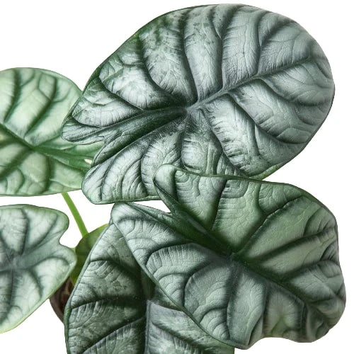Alocasia Silver Dragon – view 3
