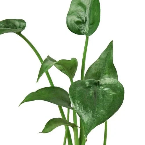 Alocasia 'Tiny Dancer' - 4" Pot – view 2