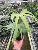 Anthurium Fingers – view 3