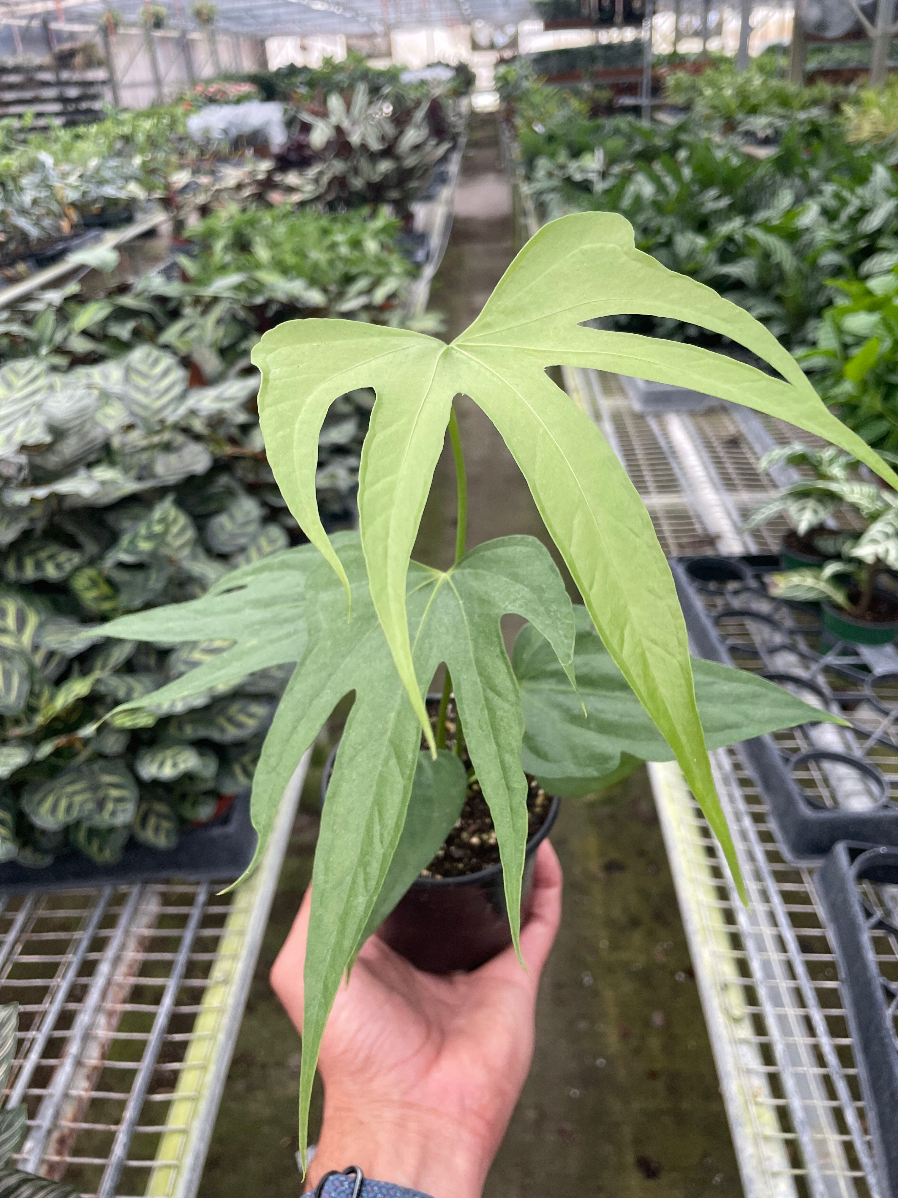 Anthurium Fingers – view 3