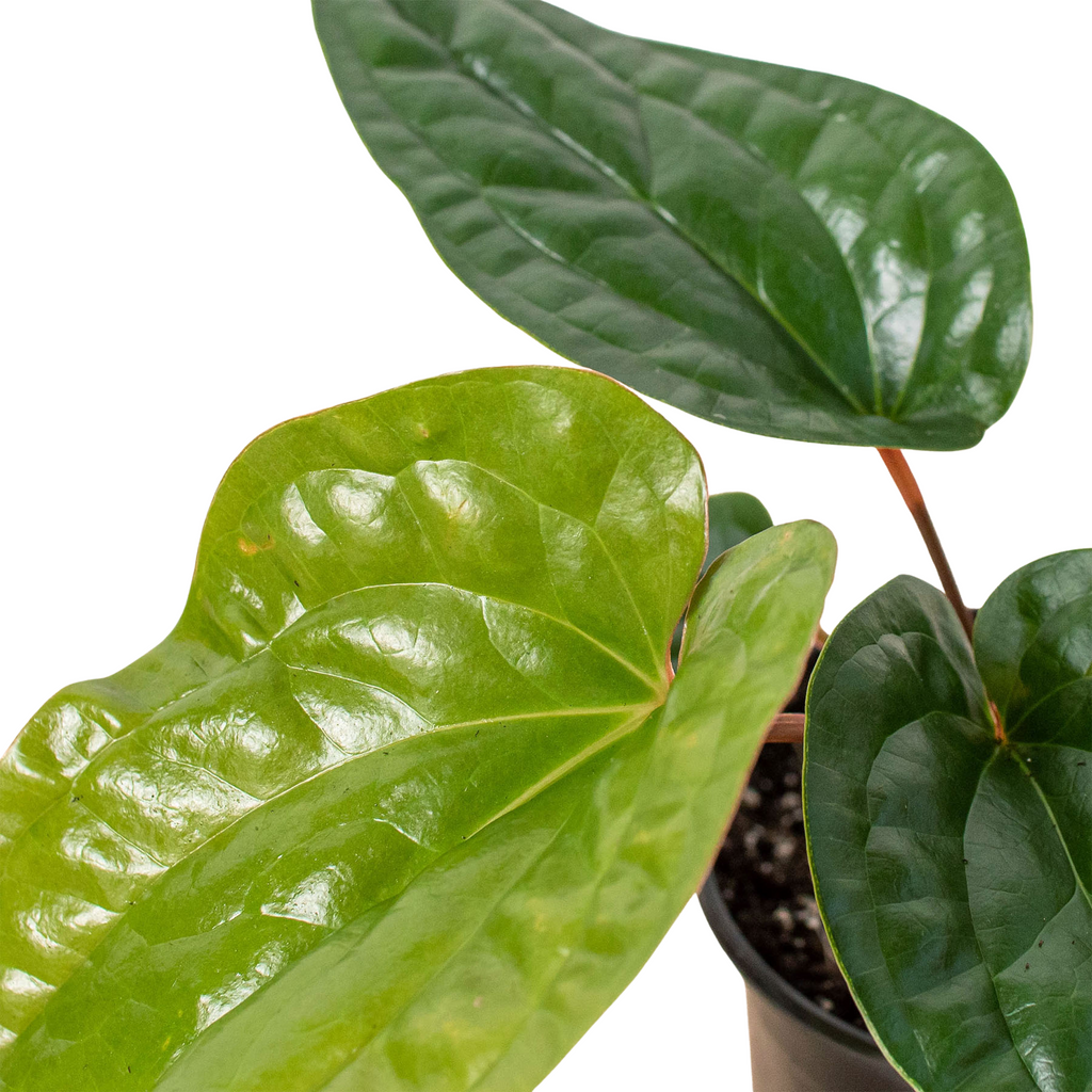 Anthurium 'Radicans x Luxurians' – view 2