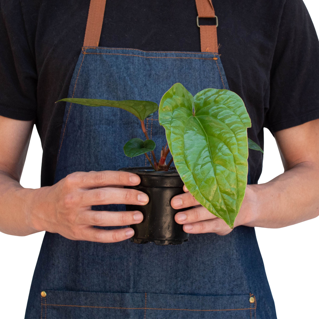 Anthurium 'Radicans x Luxurians' – view 3