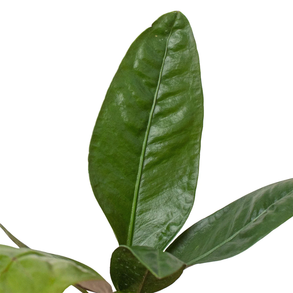 Anthurium 'Superbum' – view 2