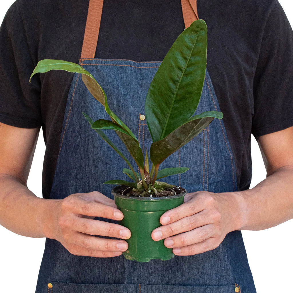 Anthurium 'Superbum' – view 3