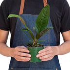 Anthurium 'Superbum' – view 3