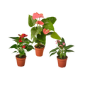 3 Anthurium Variety Pack - 4” Pots