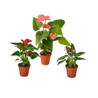 3 Anthurium Variety Pack - 4” Pots