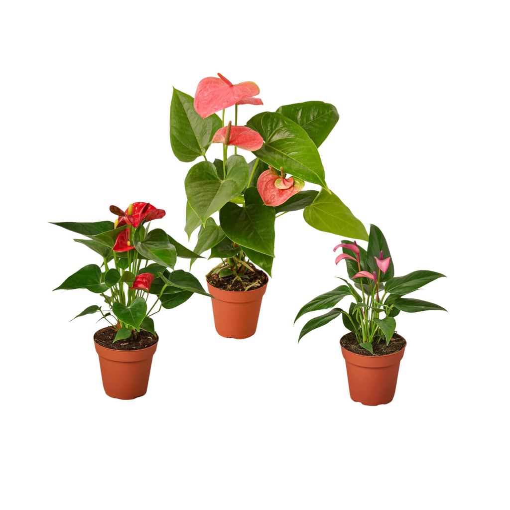 3 Anthurium Variety Pack - 4” Pots