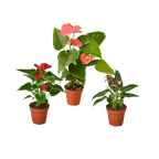 3 Anthurium Variety Pack - 4” Pots