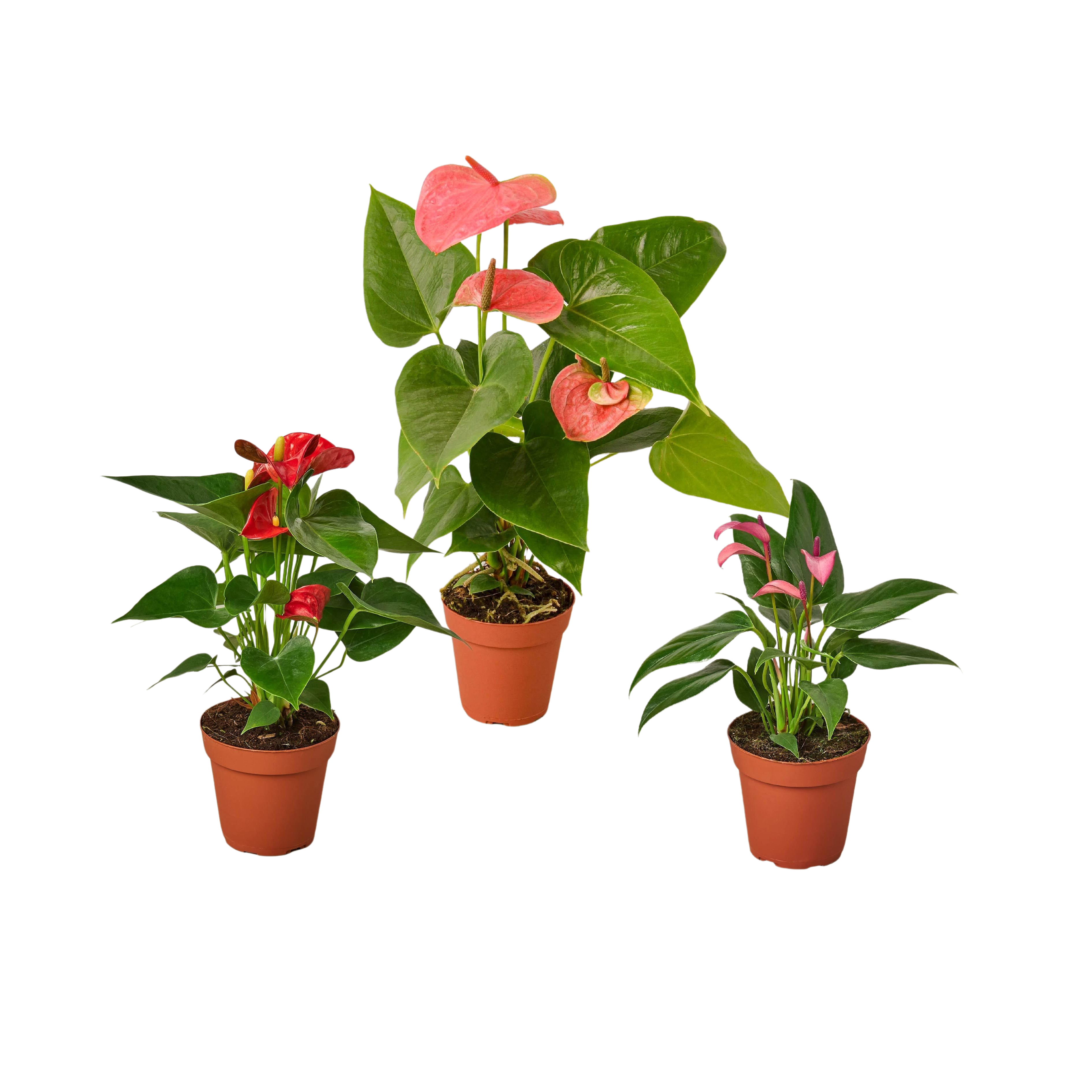 3 Anthurium Variety Pack - 4” Pots