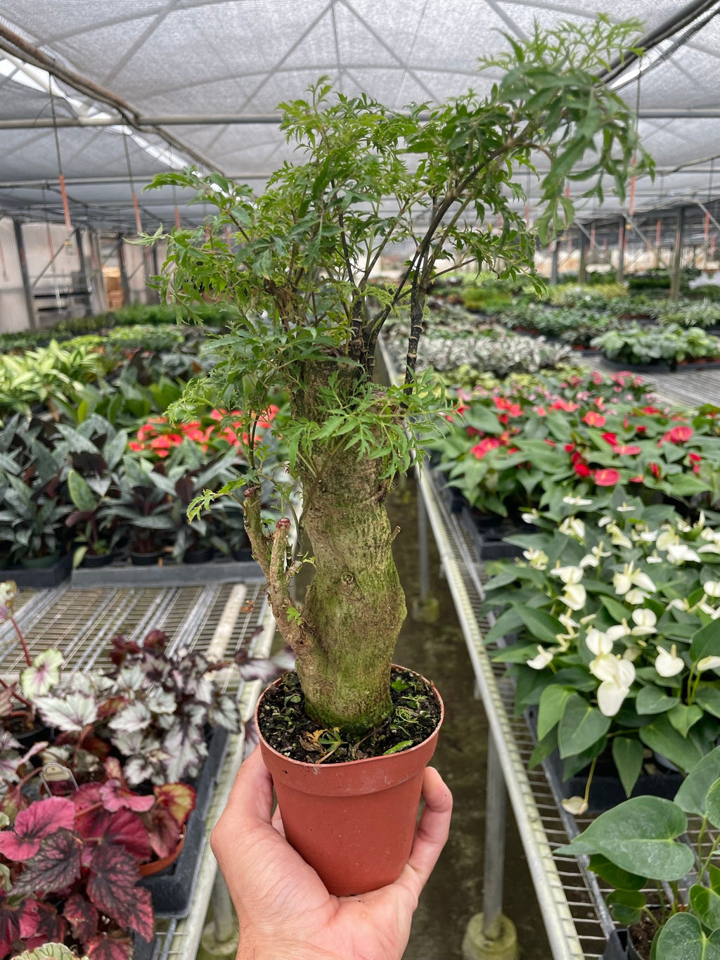 Aralia Ming Stump Plant – view 4