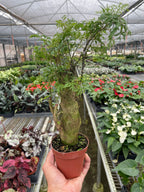 Aralia Ming Stump Plant – view 4