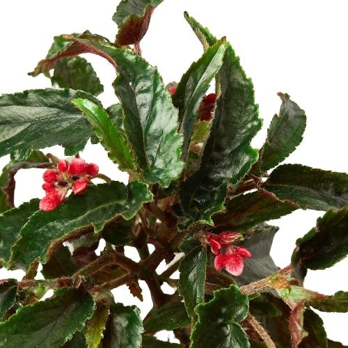Begonia 'Miss Milly' – view 2