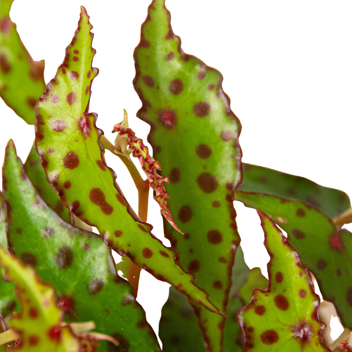 Begonia 'Pink Spotted' – view 2