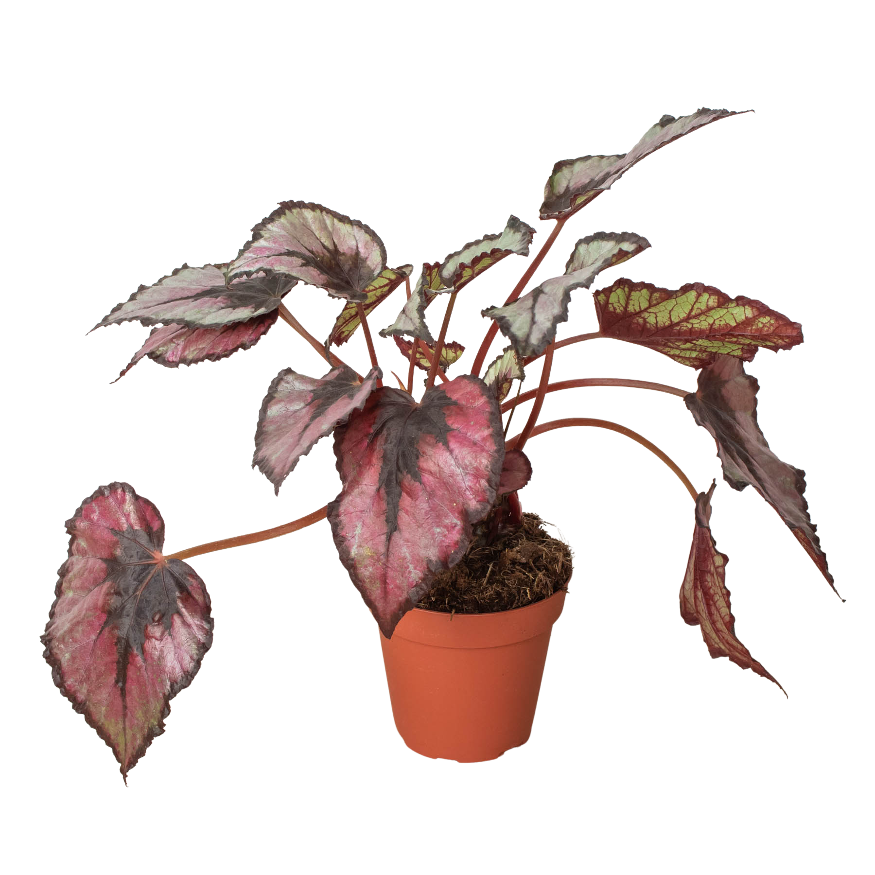 Begonia 'Rex' - 4" Pot by House Plant Dropship