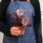 Begonia 'Rex' - 4 Pack Variety – view 10