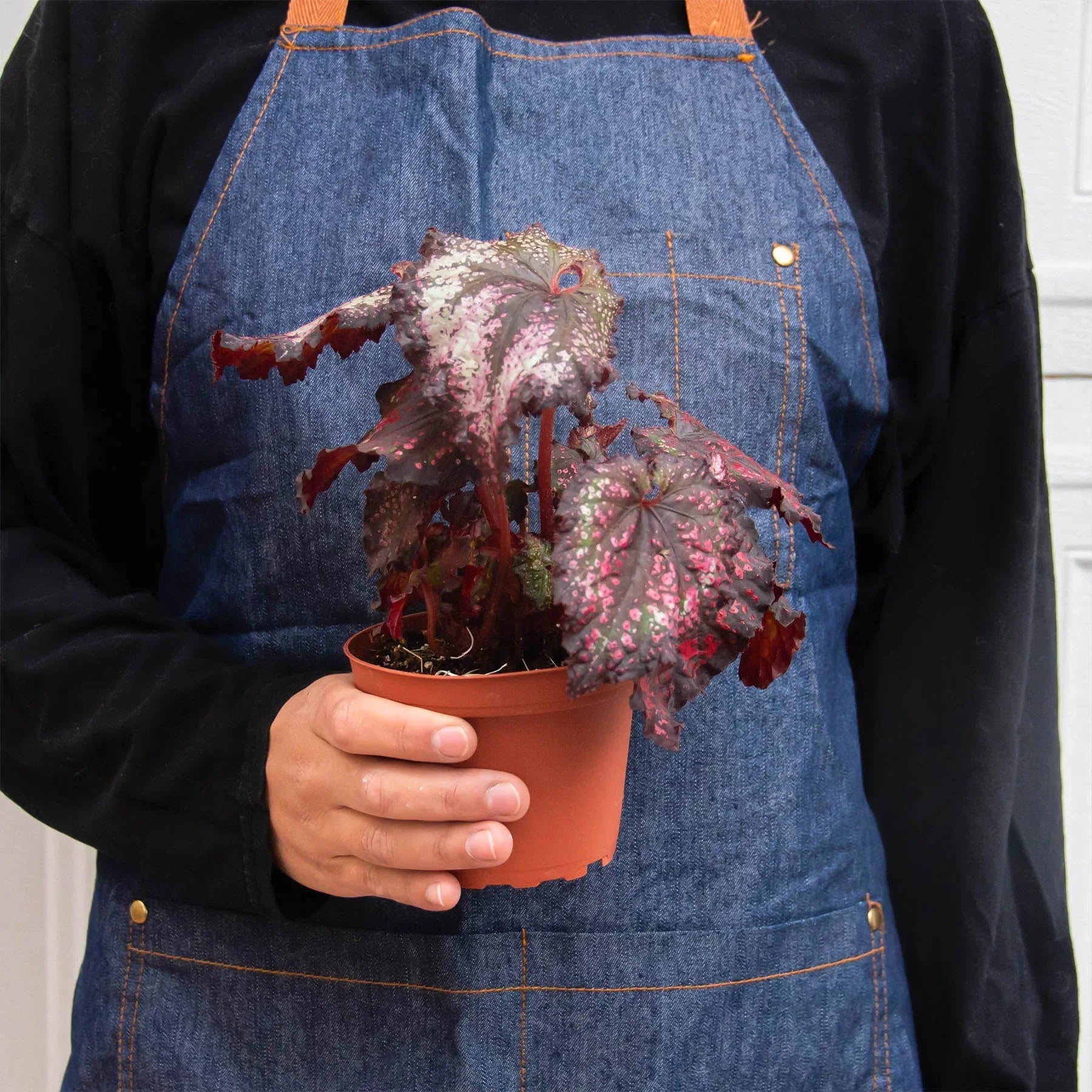 Begonia 'Rex' - 4 Pack Variety – view 10