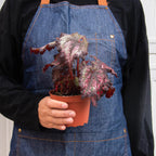 Begonia 'Rex' - 4 Pack Variety – view 10