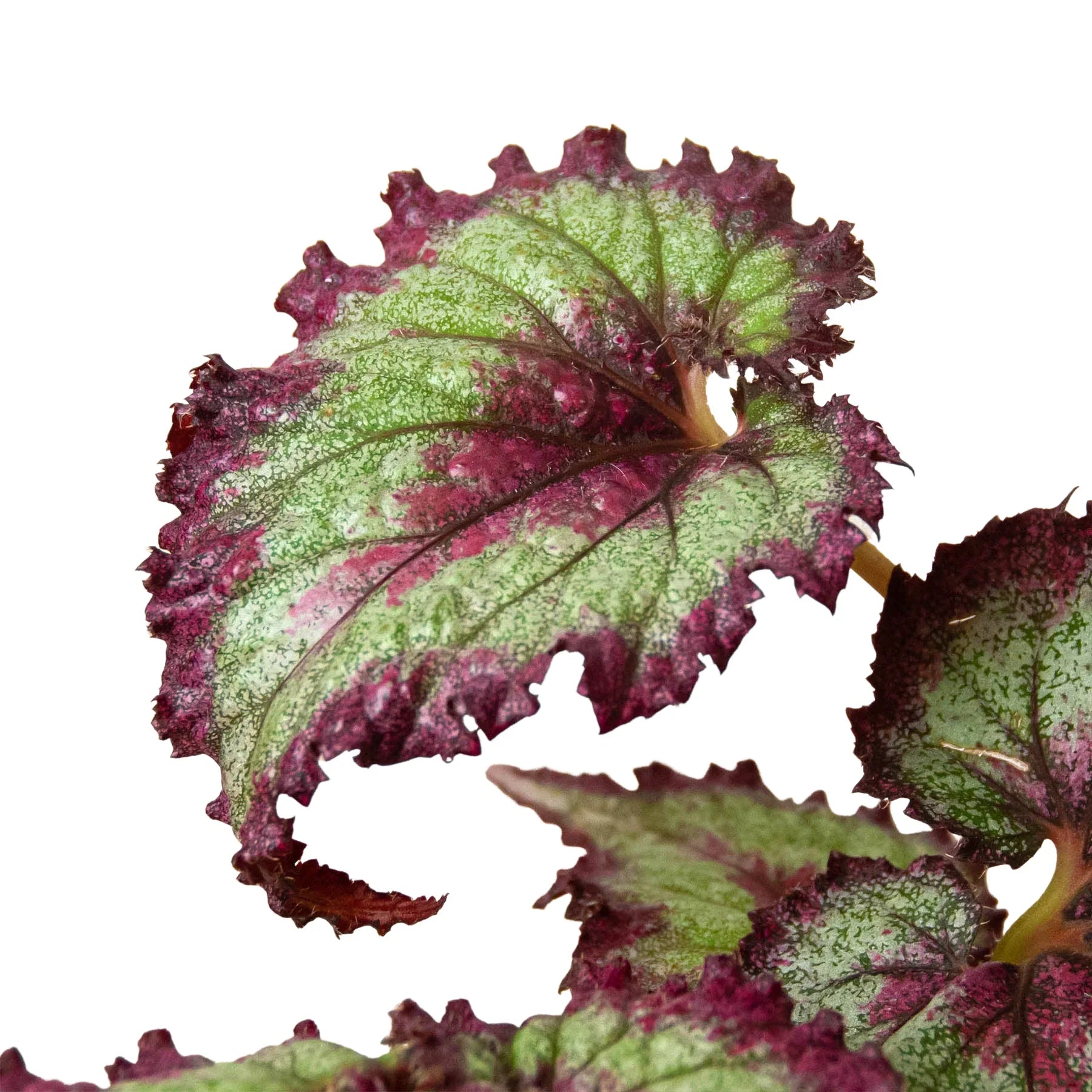 Begonia 'Rex' - 4 Pack Variety – view 5