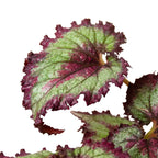 Begonia 'Rex' - 4 Pack Variety – view 5