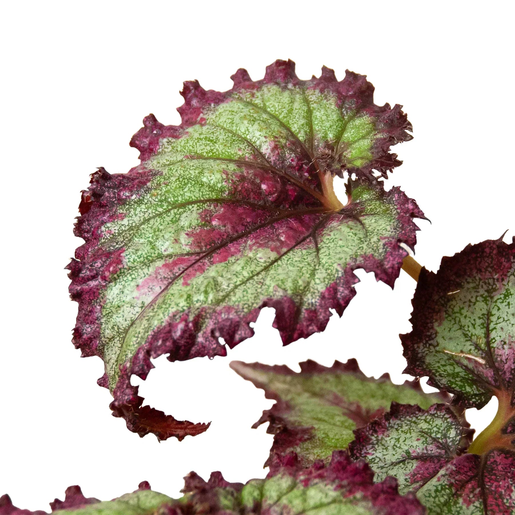 Begonia 'Rex' - 4 Pack Variety – view 5