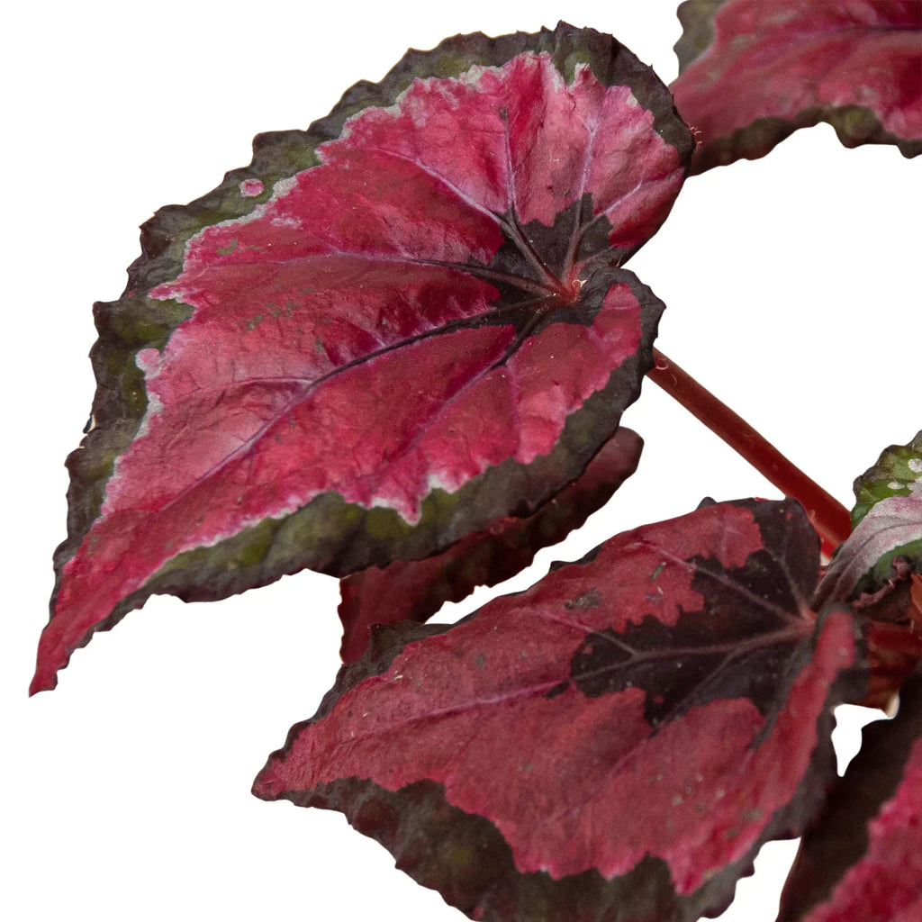 Begonia 'Rex' - 4 Pack Variety – view 4