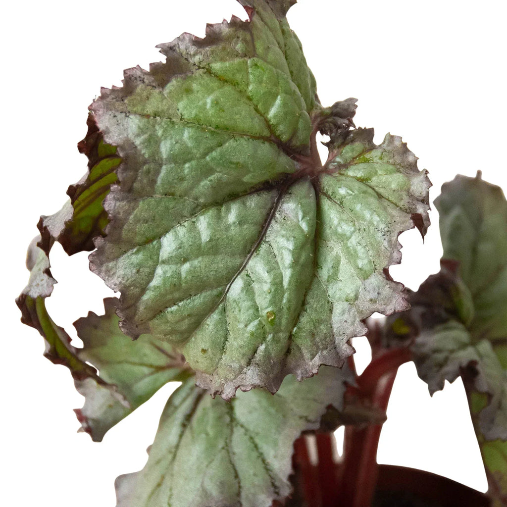 Begonia 'Rex' - 4 Pack Variety – view 6