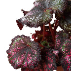 Begonia 'Rex' - 4 Pack Variety – view 3