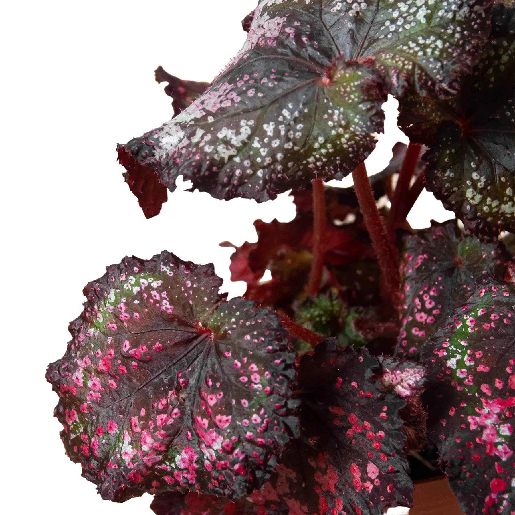 Begonia 'Rex' - 4 Pack Variety – view 3