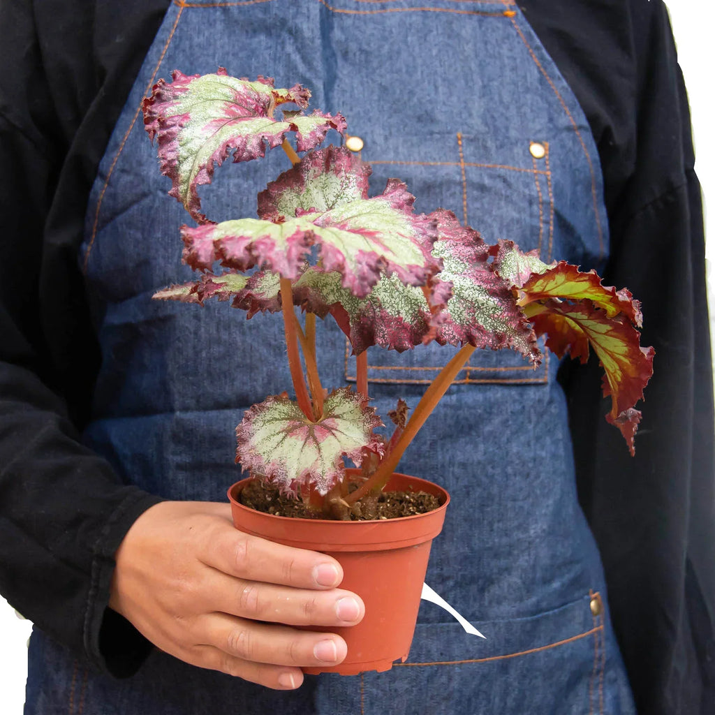 Begonia 'Rex' - 4 Pack Variety – view 7