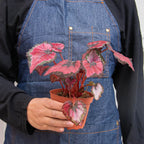 Begonia 'Rex' - 4 Pack Variety – view 8
