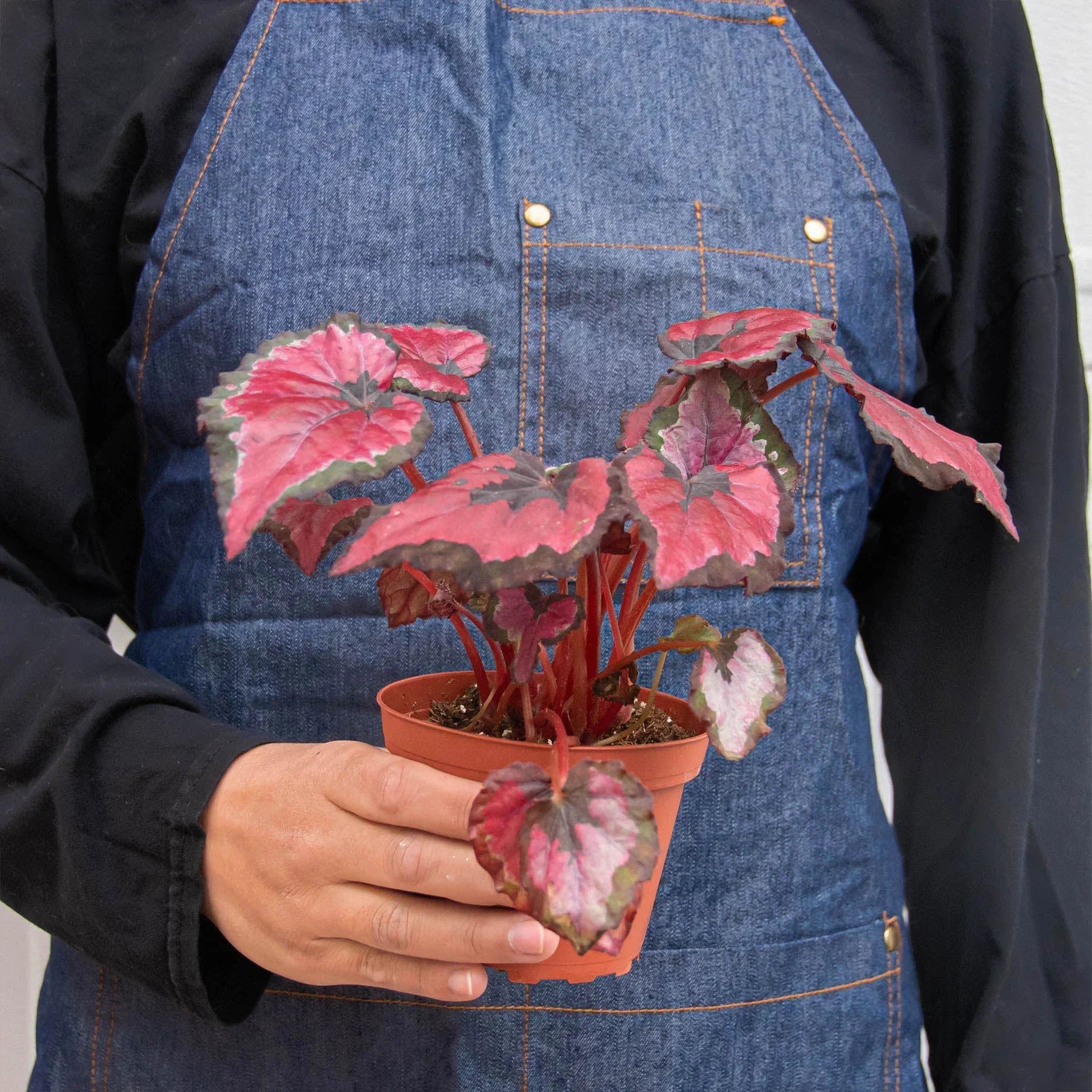 Begonia 'Rex' - 4 Pack Variety – view 8