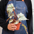 Begonia 'Rex' - 4 Pack Variety – view 9
