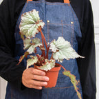Begonia 'Rex' - 4 Pack Variety – view 9