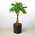 Money Tree 'Guiana Chestnut' Pachira Braid – view 13