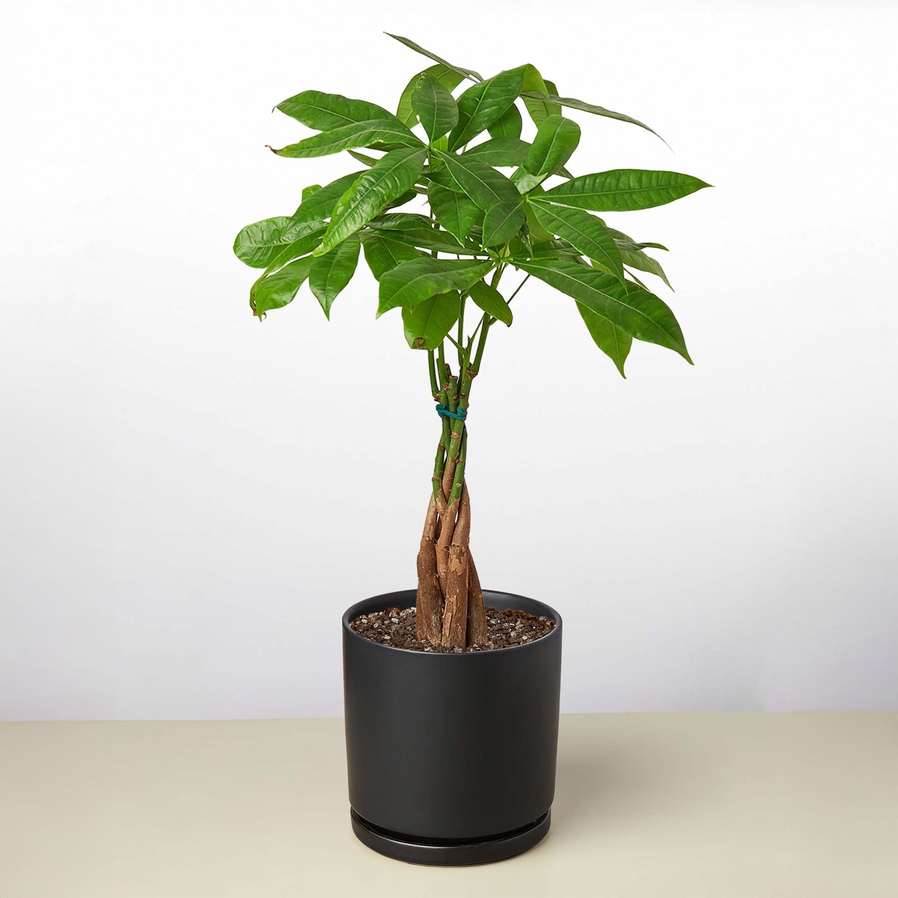 Money Tree 'Guiana Chestnut' Pachira Braid – view 13