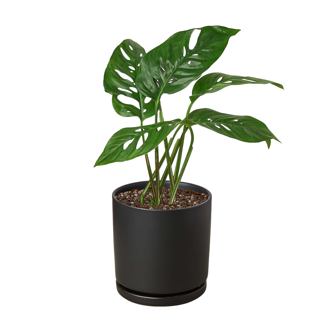 Monstera Adansonii 'Swiss Cheese' – view 10