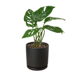 Monstera Adansonii 'Swiss Cheese' – view 10