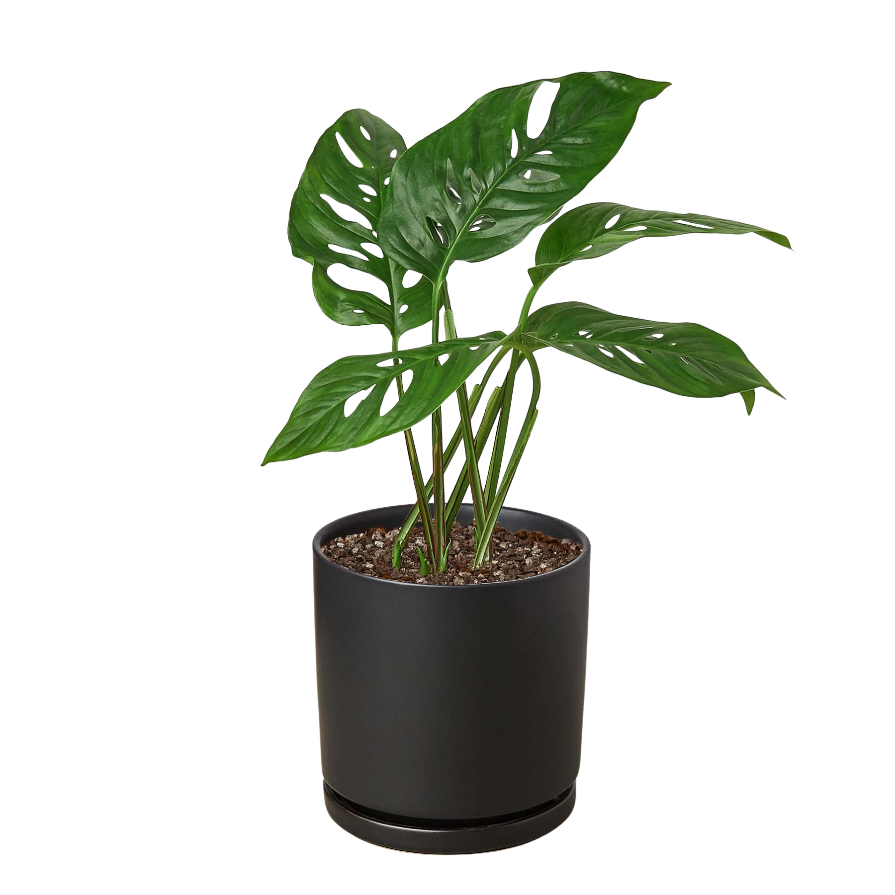 Monstera Adansonii 'Swiss Cheese' – view 10