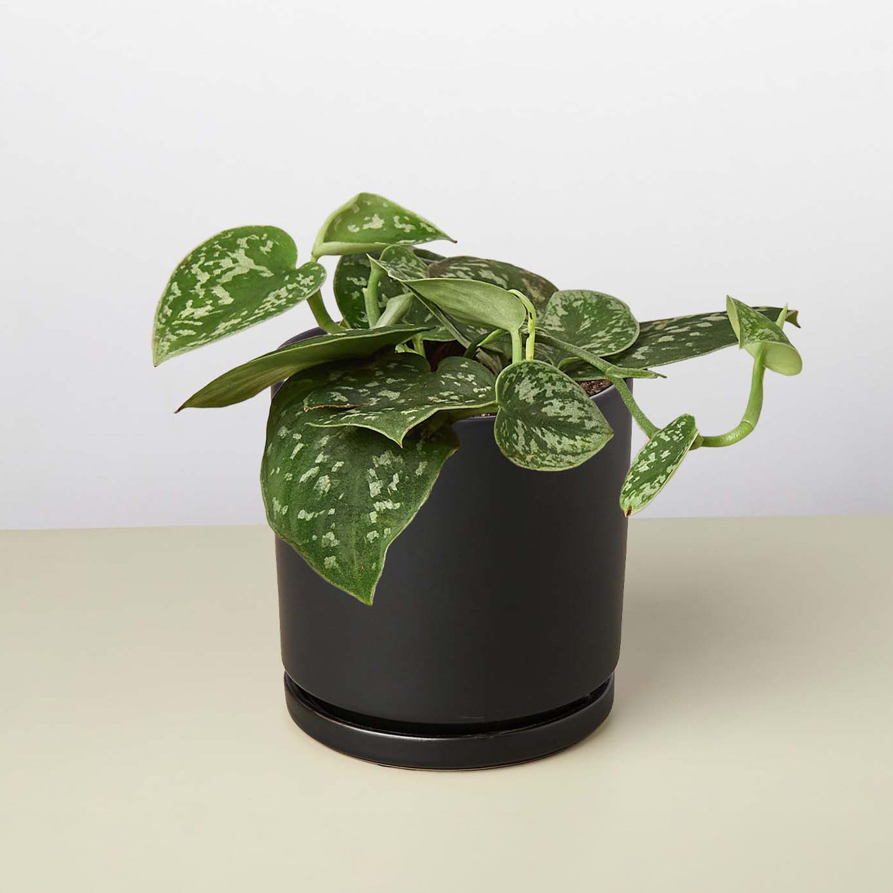 Pothos 'Satin' – view 13