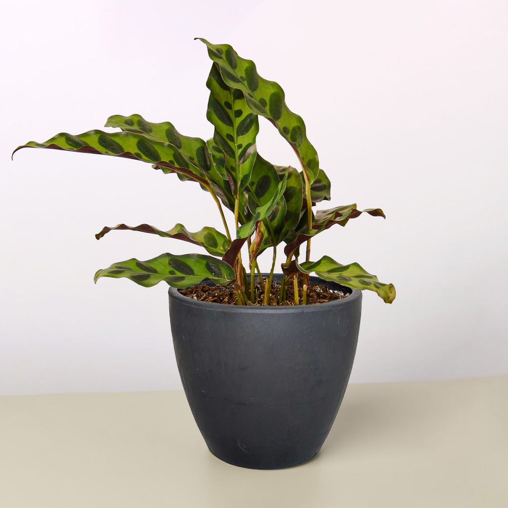 Calathea Lancifolia 'Rattlesnake' – view 7
