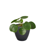 Pilea Peperomioides 'Chinese Money' – view 5