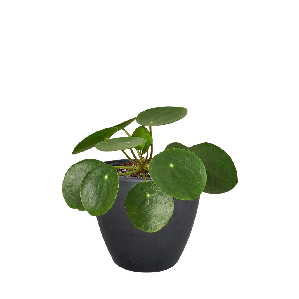 Pilea Peperomioides 'Chinese Money' – view 5