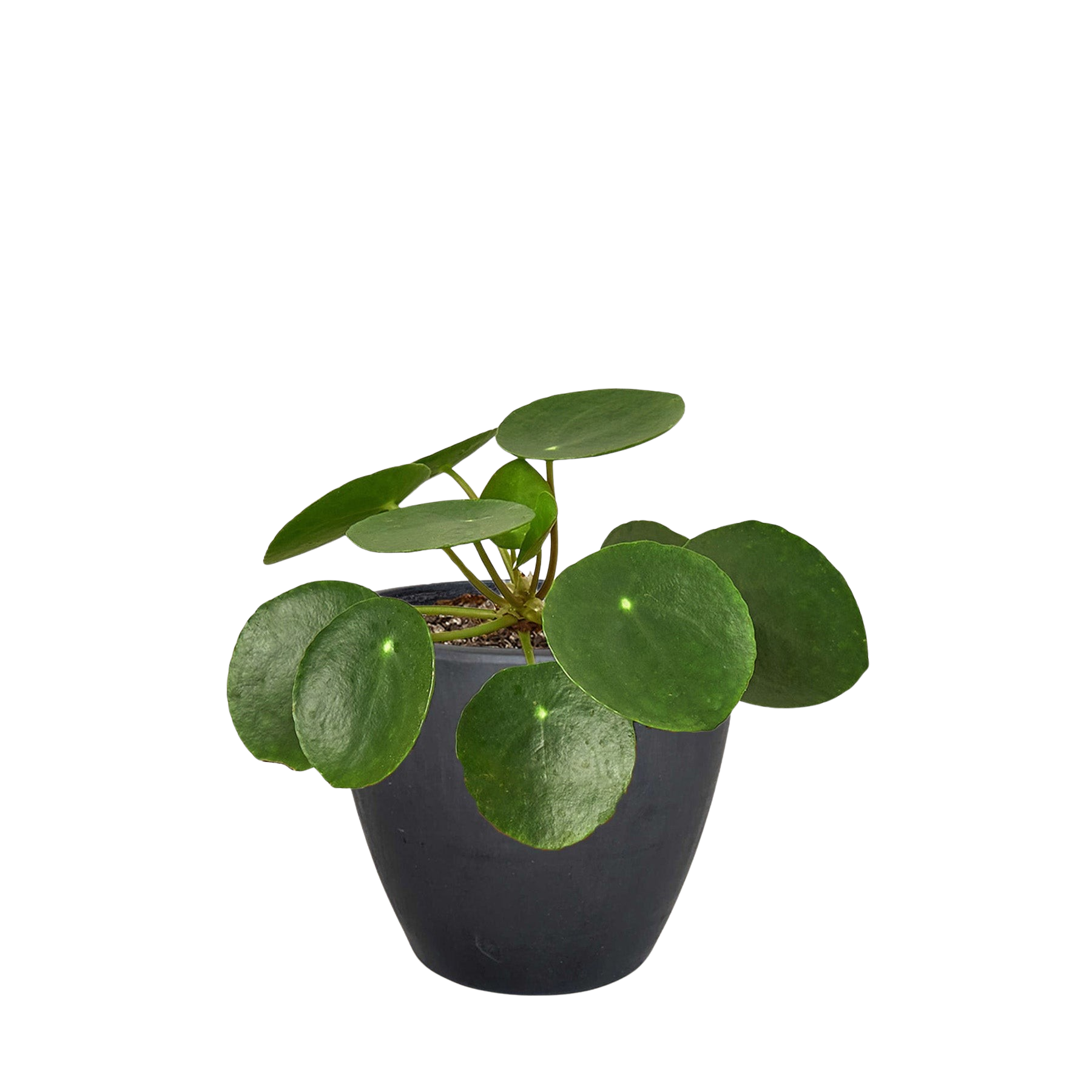 Pilea Peperomioides 'Chinese Money' – view 5
