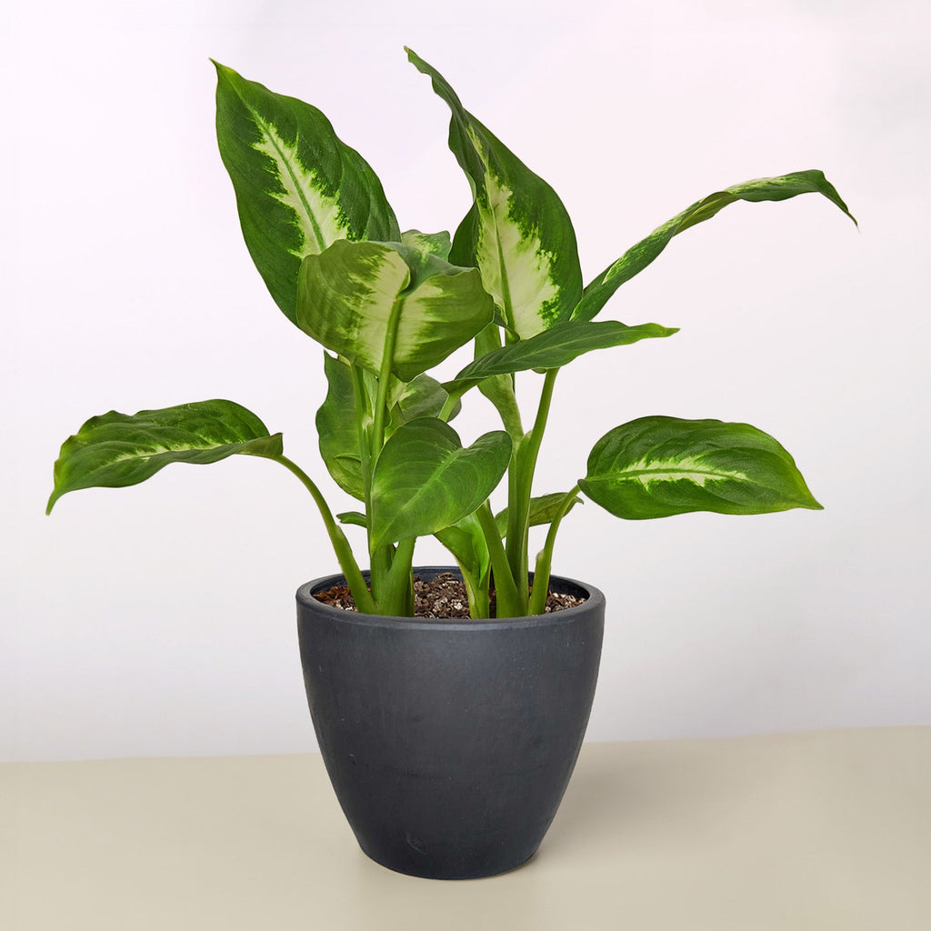 Dieffenbachia Camille – view 14