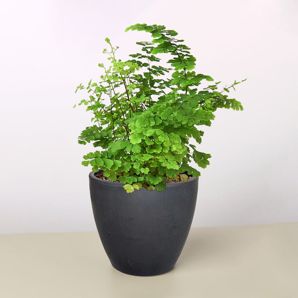 Maidenhair Fern – view 6